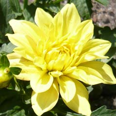 Dahlia Gallery 'Cezanne'